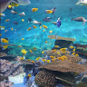 Meet your Posher, Marceline